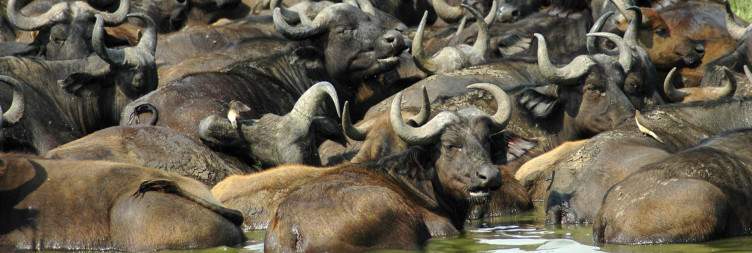 Chimp trekking and transfer to Queen Elizabeth National Park