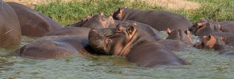 Kibale Forest to Queen Elizabeth National Park