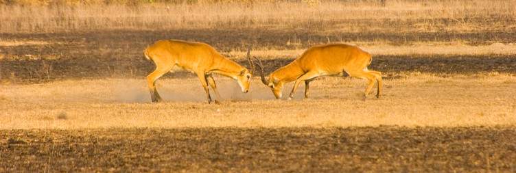 Morning Game Drives in Queen Elizabeth National Park and Afternoon Boat Trip