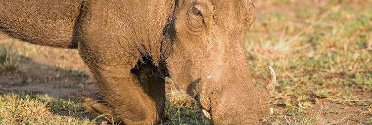 Transfer to Queen Elizabeth National Park