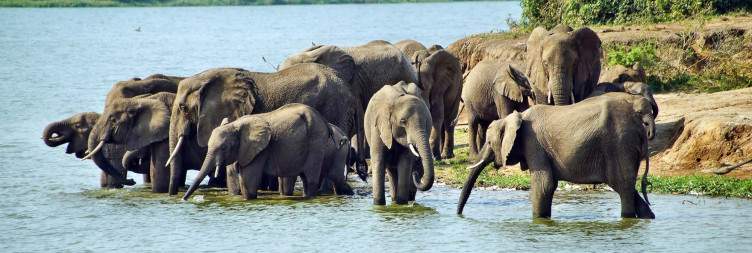 Game Drive & Kazinga Channel Boat Safari