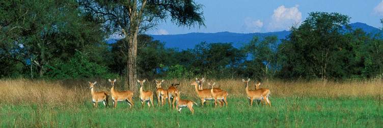 Drive Kibale to Toro-Semliki Wildlife Reserve