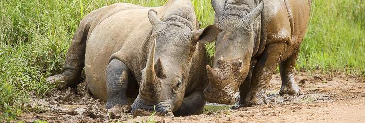 Transfer to Ziwa Rhino Sanctuary