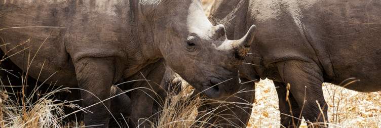 Rhino Trekking at Ziwa Rhino Sanctuary