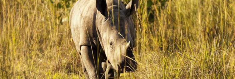 Entebbe - Ziwa Rhino Sanctuary & Wildlife Ranch