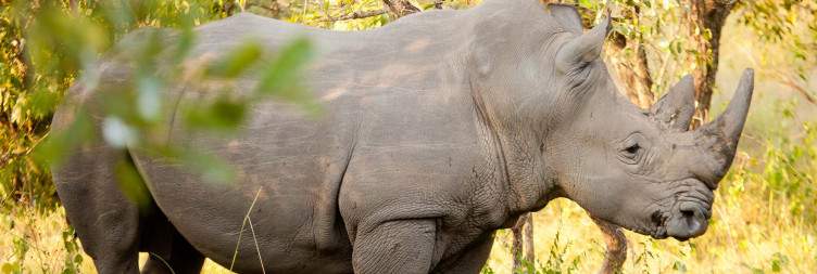 Travel to Murchison Falls National Park - Visit the Top of Murchison Enroute Ziwa Rhino sanctuary