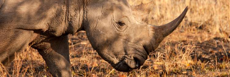 Rhino Trekking and Top of the Worlds Most Powerful Waterfall