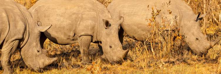 Transfer to Murchison Falls via Ziwa Rhino Sanctuary