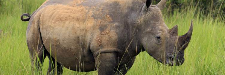 Rhinno Trekking on Foot at Ziwa Sanctuary
