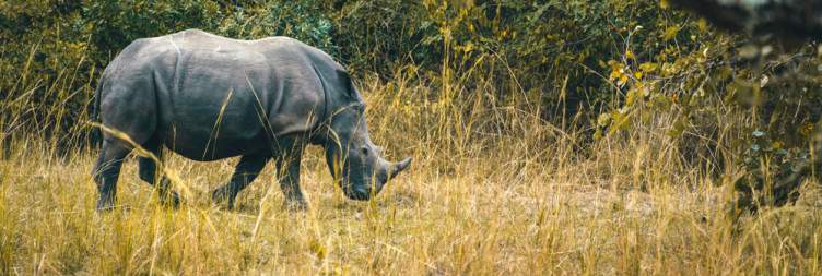 Rhinno Trekking at Ziwa Rhino Sanctuary