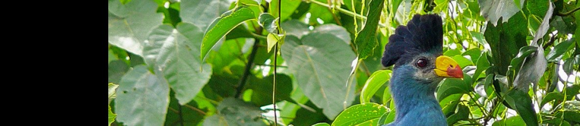 16-Day Wildlife & Birding Tour of Uganda