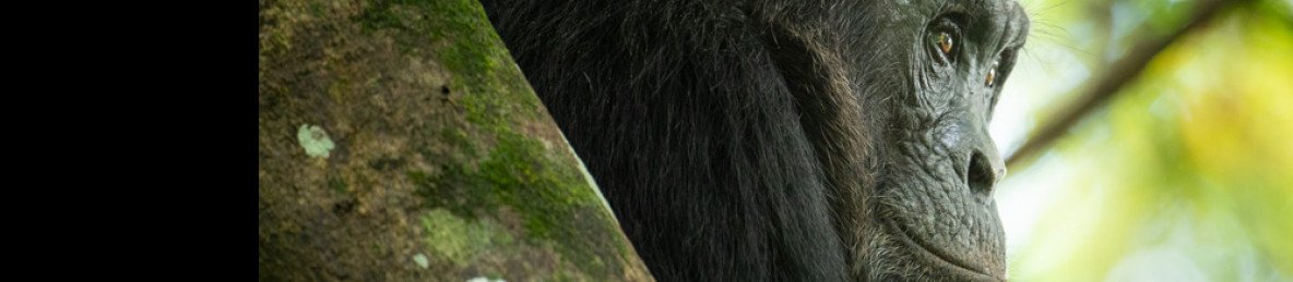 1-Day Chimpanzee Tracking in Kibira National Park