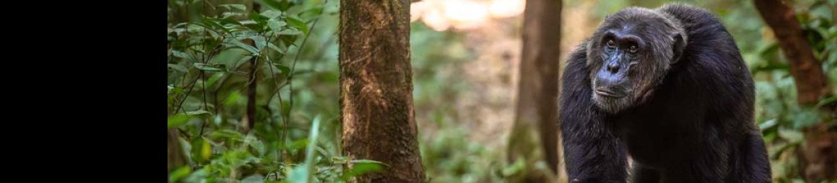 3-Day Chimpanzee Trekking, Big 5 & Nile Safari (Luxury)