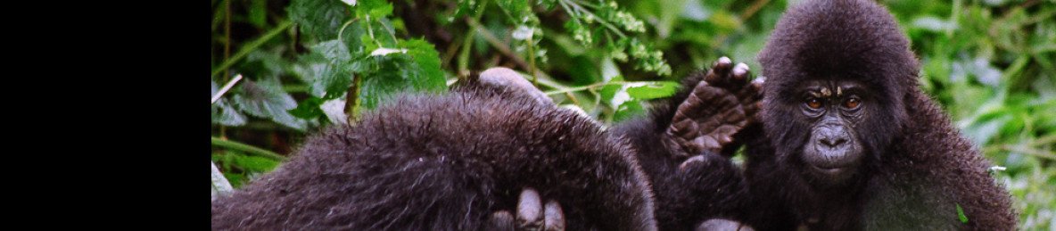 7-Day Gorilla Chimpanzees and Wildlife Tour