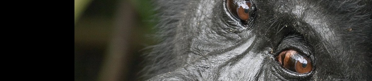 5-Day Gorillas and Chimps Tracking Experience