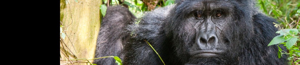 5-Day Gorilla Trekking and Canoeing at Lake Bunyonyi