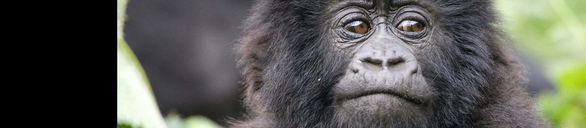 5-Day Gorillas Golden Monkeys Lake Kivu Safari in Rwanda