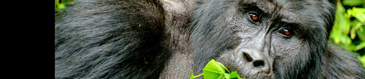 3-Day Fly-in Ultra Luxury Gorilla Trekking Experience