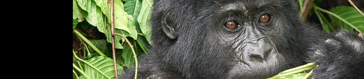5-Day Gorilla Trekking Chimp Trekking & Wildlife Safari