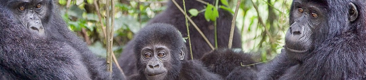10-Day Best of Uganda Gorillas and Wildlife Safari