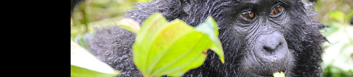 1-Day Uganda Gorilla Trek at Bwindi National Park