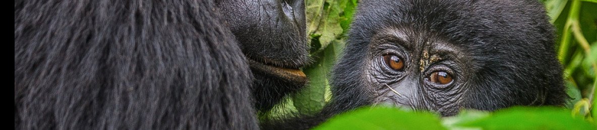3-Day Gorilla Trekking & Batwa Experience in Bwindi NP