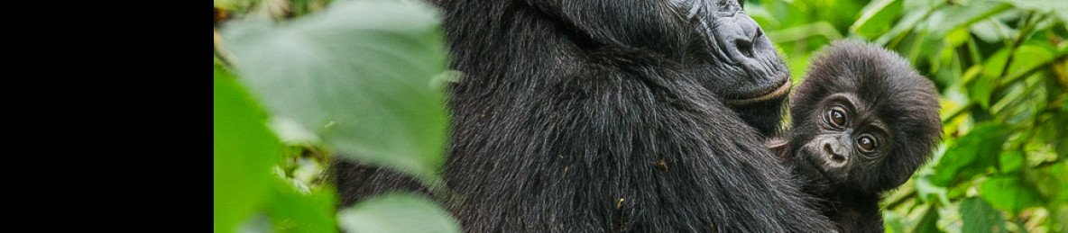 4-Day Gorilla and Golden Monkey Trek Rwanda and Uganda