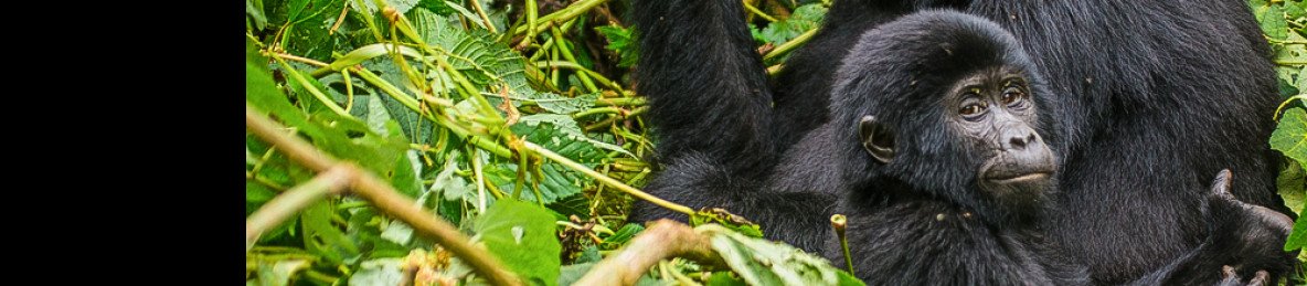 8-Day Experience Gorillas, Chimps and Big 5 Game Drives