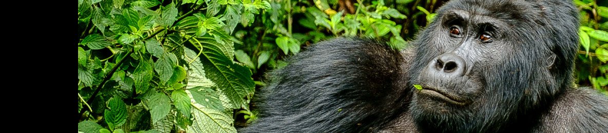 7-Day Rwanda and Uganda Gorillas Safari & Primates Trek