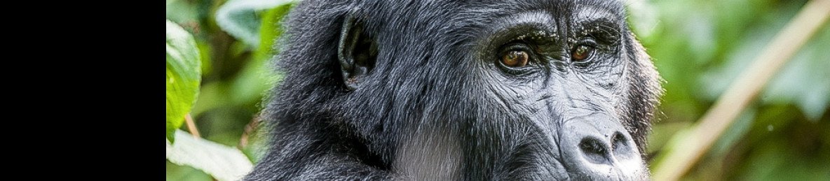 4-Day Gorillas Trekking & Lake Bunyonyi