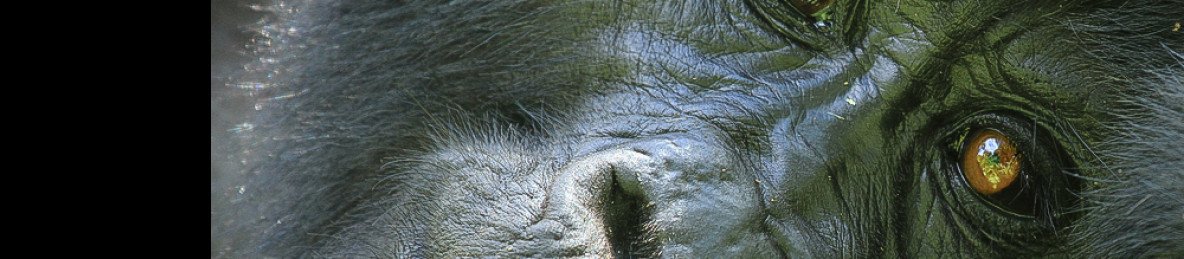 5-Day Uganda Gorilla and Chimpanzees Safari