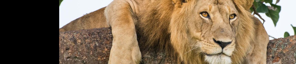 5-Day Gorillas, Chimps and Tree-Climbing Lions