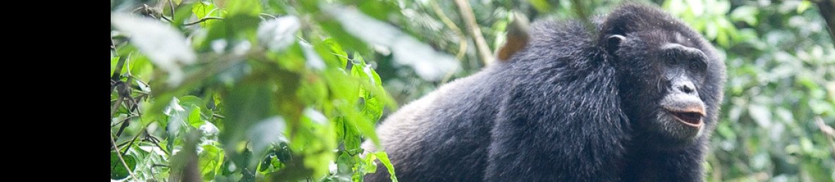 3-Day Kibale Chimpanzee Trekking Experience