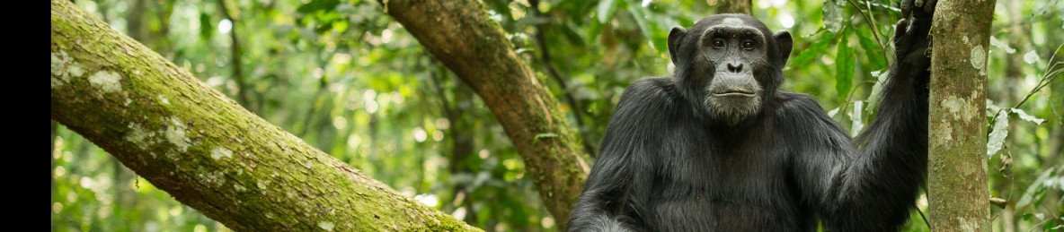 4-Day Big 5 Luxury Safari, Rhino & Chimpanzee Trekking