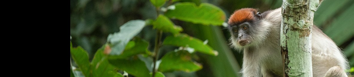 3-Day Chimps Tracking in Kibale Forest National Park