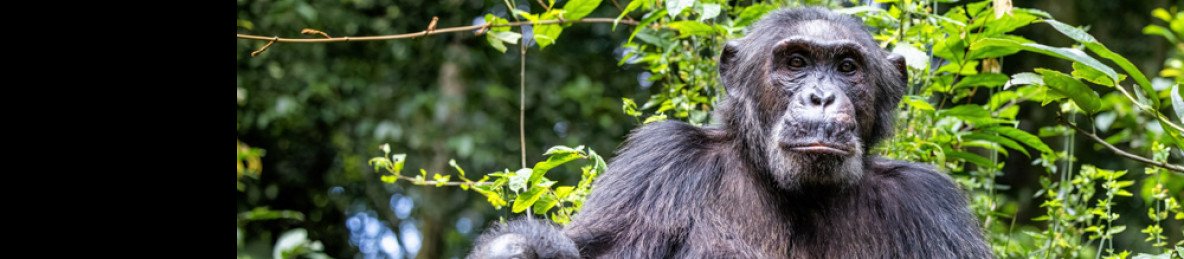 8-Day Rwanda Uganda All Apes and Wildlife Safari