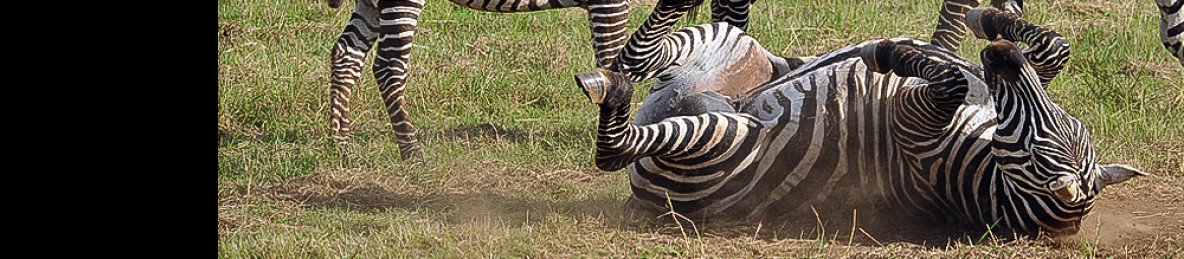 5-Day Gorillas Chimpanzees and Wildlife Safari in Uganda