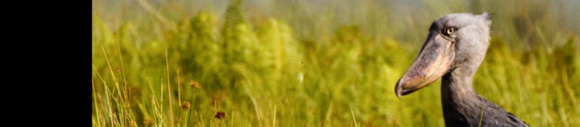 1-Day Mabamba Swamp Shoebill Trek and Equator Line Tour