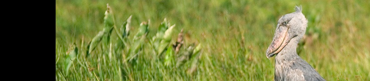 2-Day Shoebill Stork Equator Line and Nile Rafting Tour
