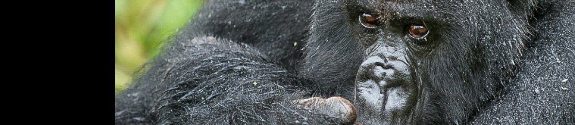 10-Day Wildlife, Big 5, Chimpanzee, and Gorilla Safari