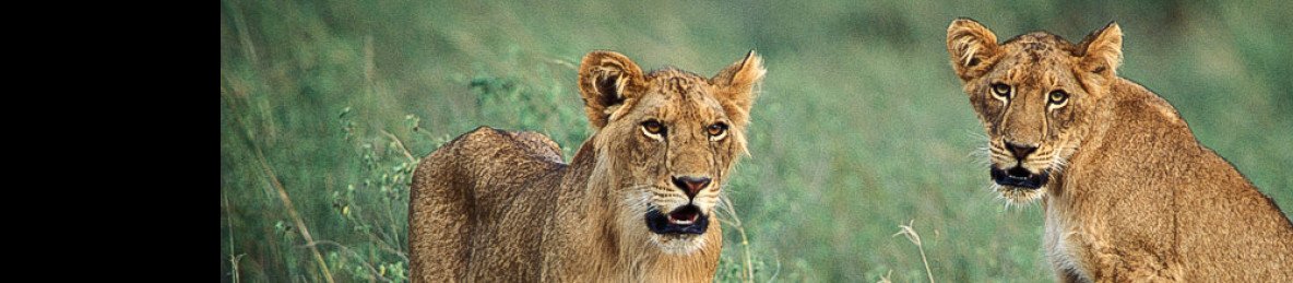 15-Day Wildlife Adventure Trip to the Pearl of Africa