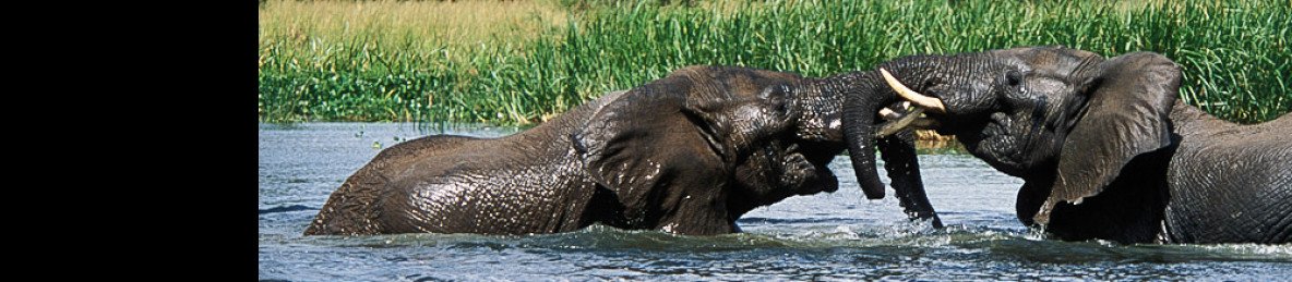 14-Day Uganda & Tanzania Ultimate Safari; Gorillas&Lions