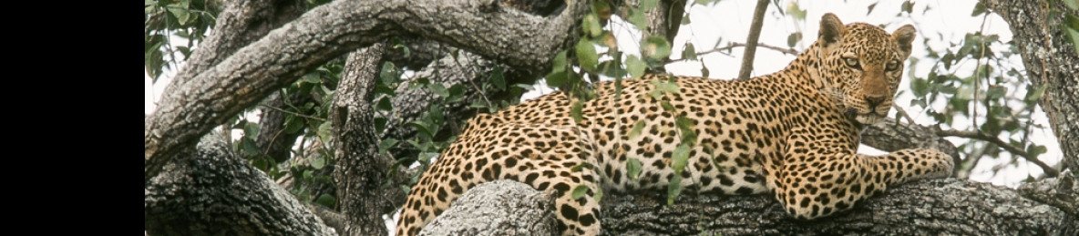 9-Day Murchison Falls, Big 5, Chimps & Gorillas Tracking