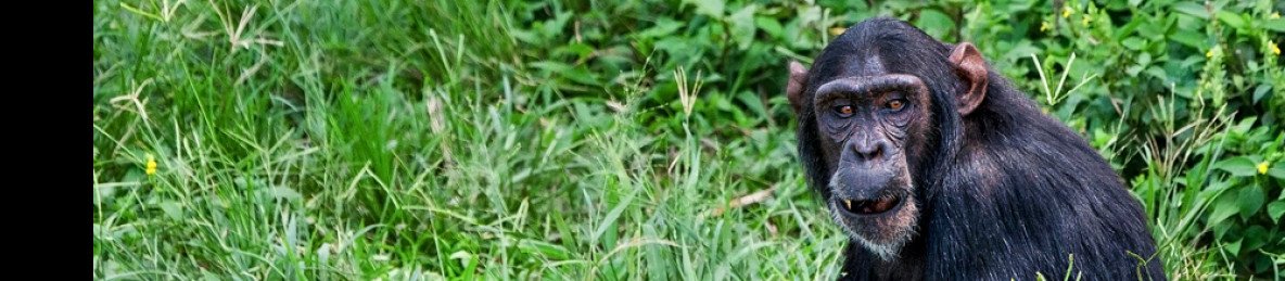 1-Day Chimpanzee Sanctuary and Botanical Gardens Tour