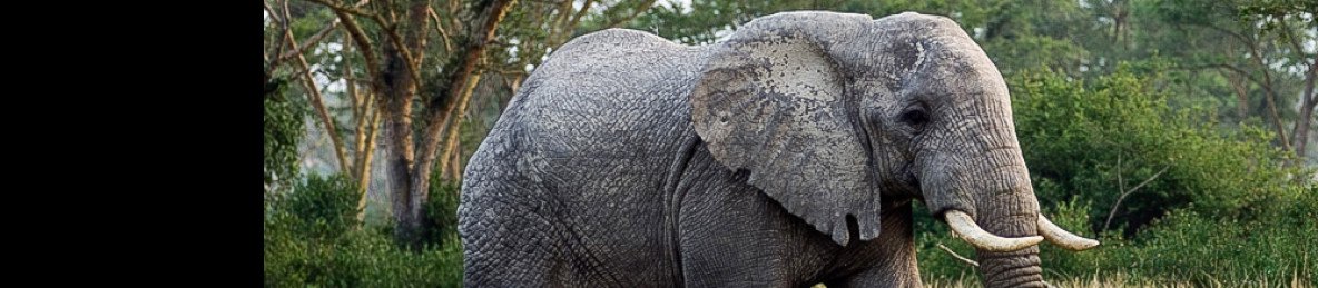 3-Day Game Drive and Boat Cruise in Queen Elizabeth NP