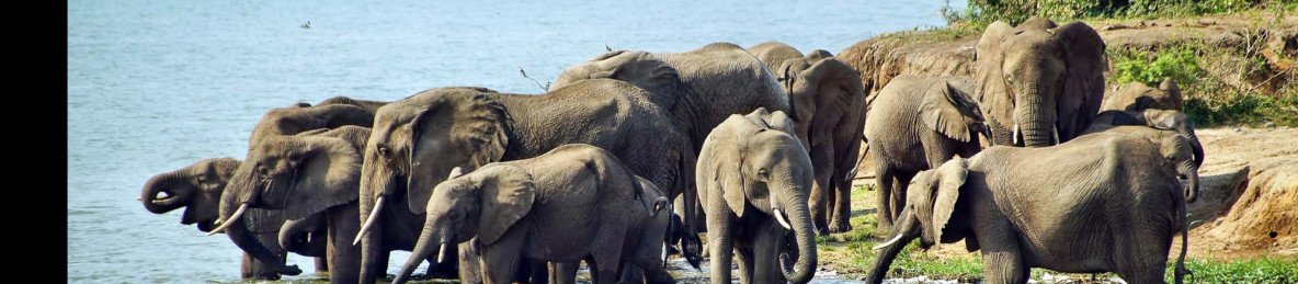4-Day Chimpanzee Trekking and Game Drive Experiences