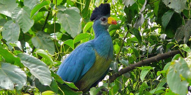 16-Day Wildlife & Birding Tour of Uganda