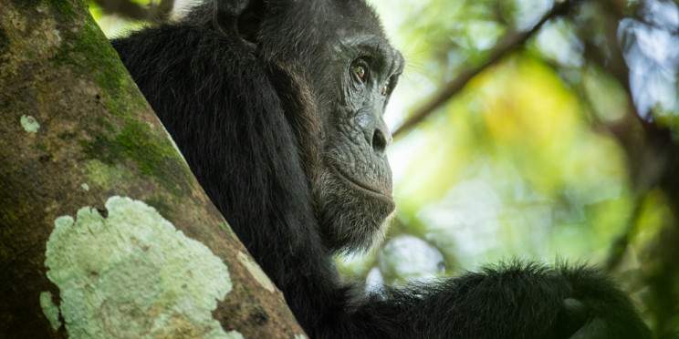 1-Day Chimpanzee Tracking in Kibira National Park