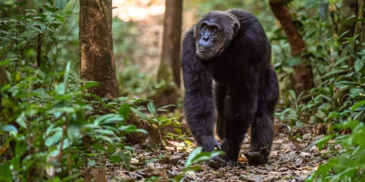 3-Day Chimpanzee Trekking, Big 5 & Nile Safari (Luxury)