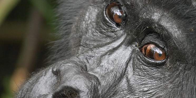 5-Day Gorillas and Chimps Tracking Experience
